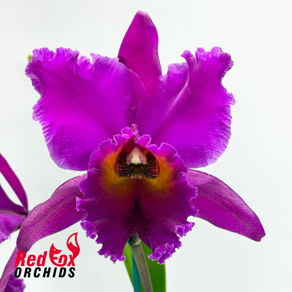 Rhyncholaeliocattleya Deception Delta X Rlc. Sebastian Scalia 'Ruby'