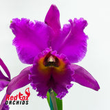 Rhyncholaeliocattleya Deception Delta X Rlc. Sebastian Scalia 'Ruby'