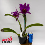 Rhyncholaeliocattleya Deception Delta X Rlc. Sebastian Scalia 'Ruby'