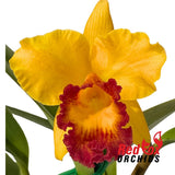 Rhyncattleanthe Chief Satisfaction X C. Dal's Tradition 'Prestige'