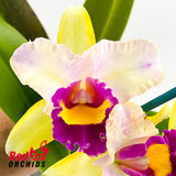 Rhyncholaeliocattleya Toshie's Magic 'Hsinying' x Cattlianthe Marisusan