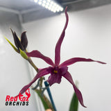 Prosthechea cochleata 'Big' X L. (Schom.) undulata (No.3 Kuranda)