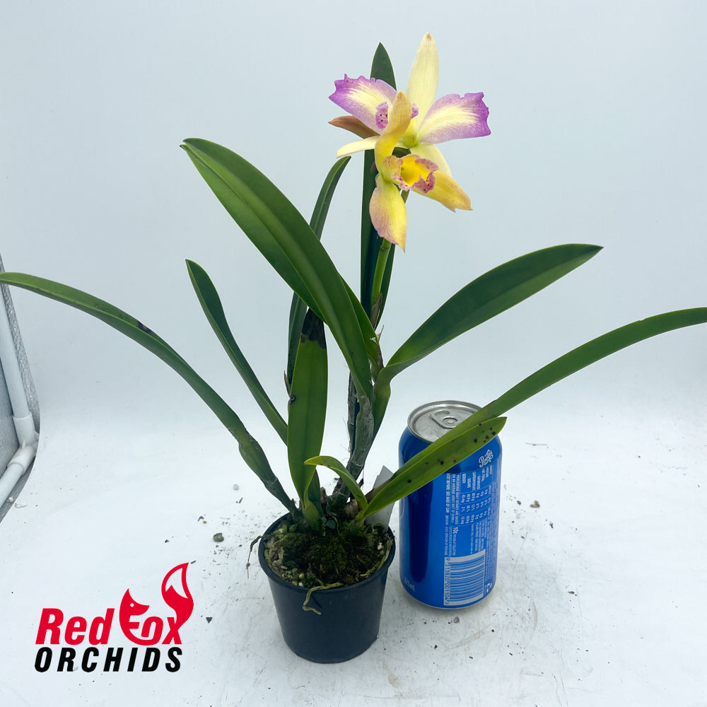 Cahuzacara Topaz Neat X Ctt. Aussie Sunset