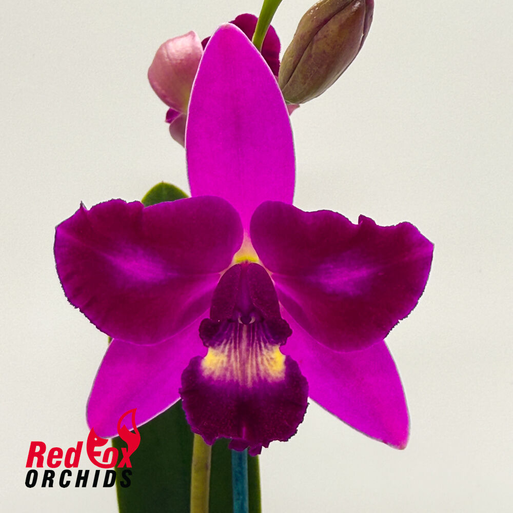 Rhyncholaeliocattleya Tzeng-Wen Beauty X C. Topaz Acclaim