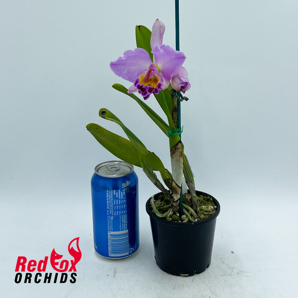 Cattleya Mildred Rives X Ctt. Topaz Vivid 'Luscious Aussie'