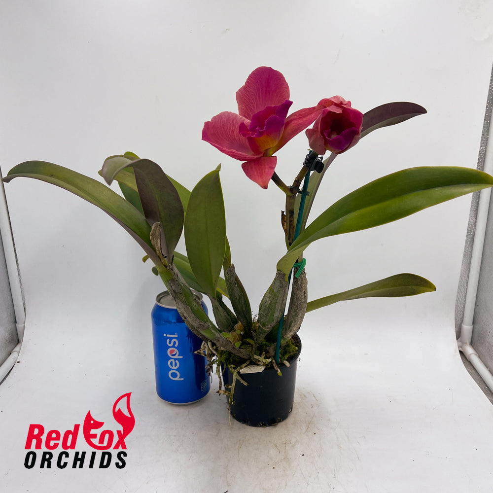Rhyncholaeliocattleya  Burdekin Delight 'Dreamtime' X C. Dal's Tradition 'Prestige'