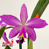 Laeliocattleya Spring Fires 'Lenette #3' X Pot. Star Fire 'Ruben's Red'