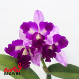 Rhyncholaeliocattleya Island Charm 'Carmela' X C. (Horace X briegeri)