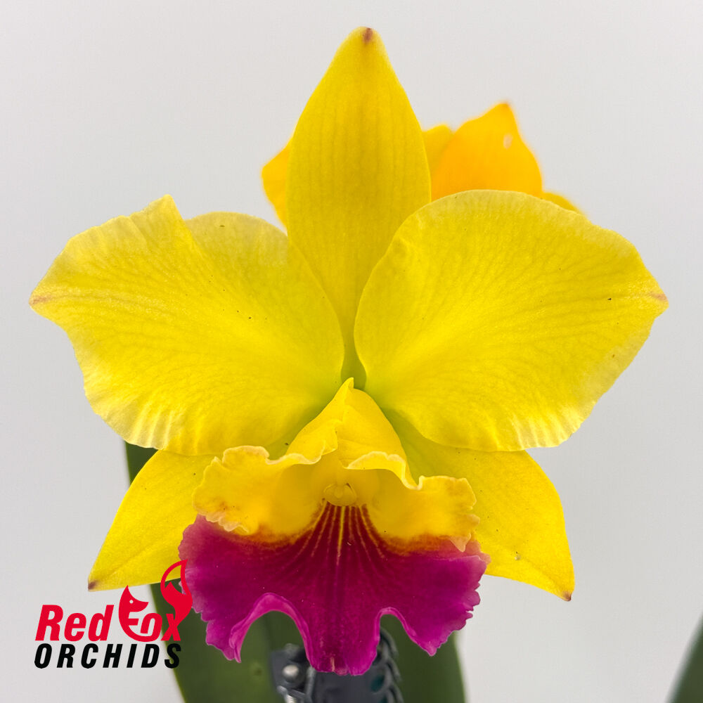 Cattleya Dal's Tradition 'Scherrie' X Rlc. (Toshie Flare X Roy Maidment)