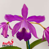 Guarianthe bowringiana X Ctt. Deception Drop (4n) 'Red Topaz'