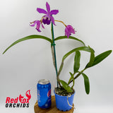Guarianthe bowringiana X Ctt. Deception Drop (4n) 'Red Topaz'