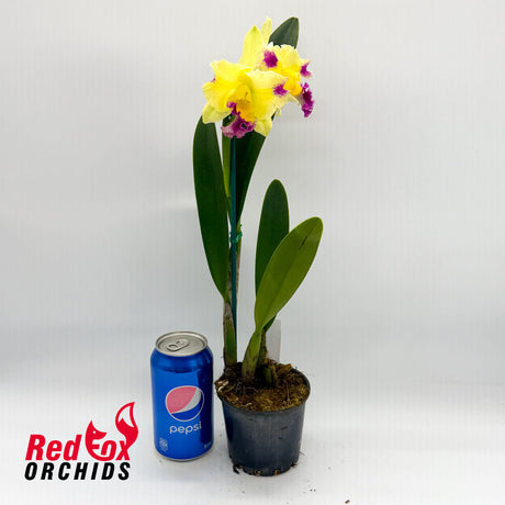 Cattleya (Horace X briegeri) X Rlc. Deception Diamond