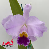 Cattleya Trimos