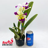 Cattleya Melody Fair X C. Topaz Elite