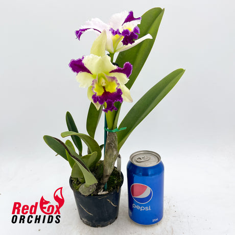 Cattleya Melody Fair X C. Topaz Elite