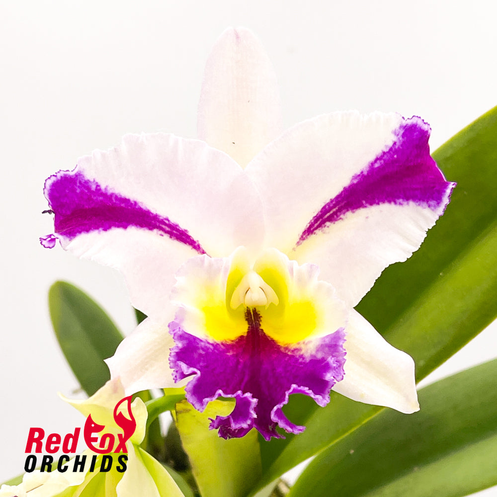 Cattleya Melody Fair X C. Topaz Elite