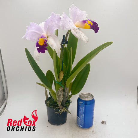 Cattleya Topaz Highlight X C. trianae flares