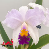Cattleya Topaz Highlight X C. trianae flares