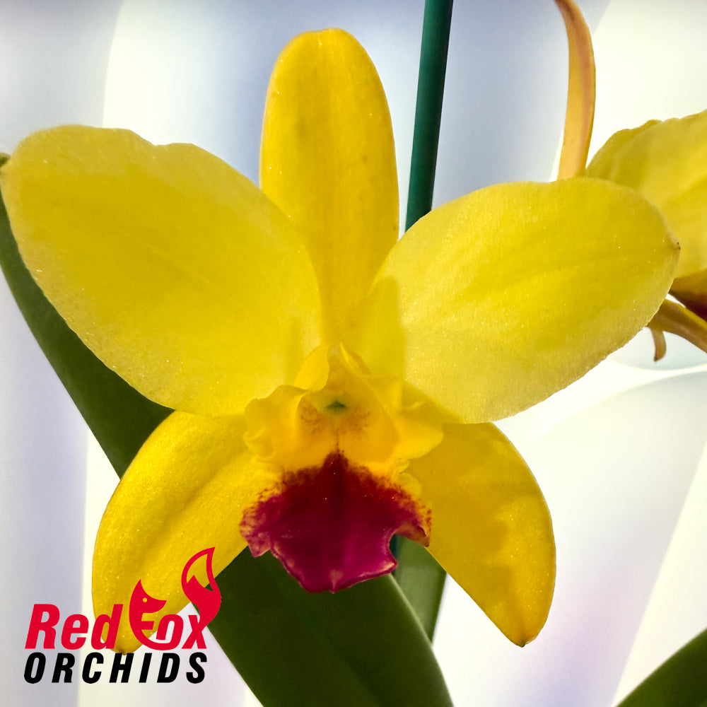 Rhyncattleanthe Volcano Prince x Cattleya Topaz Highlight