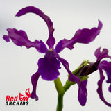 Laelianthe Tandaleyo
