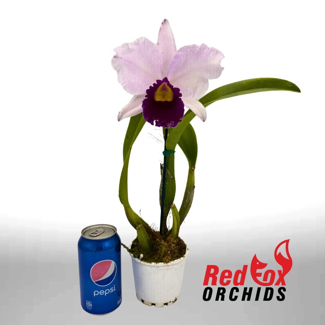 Cattleya Magic Melody 'Superb' X Rlc. Burdekin Snowdrift 'Anna'