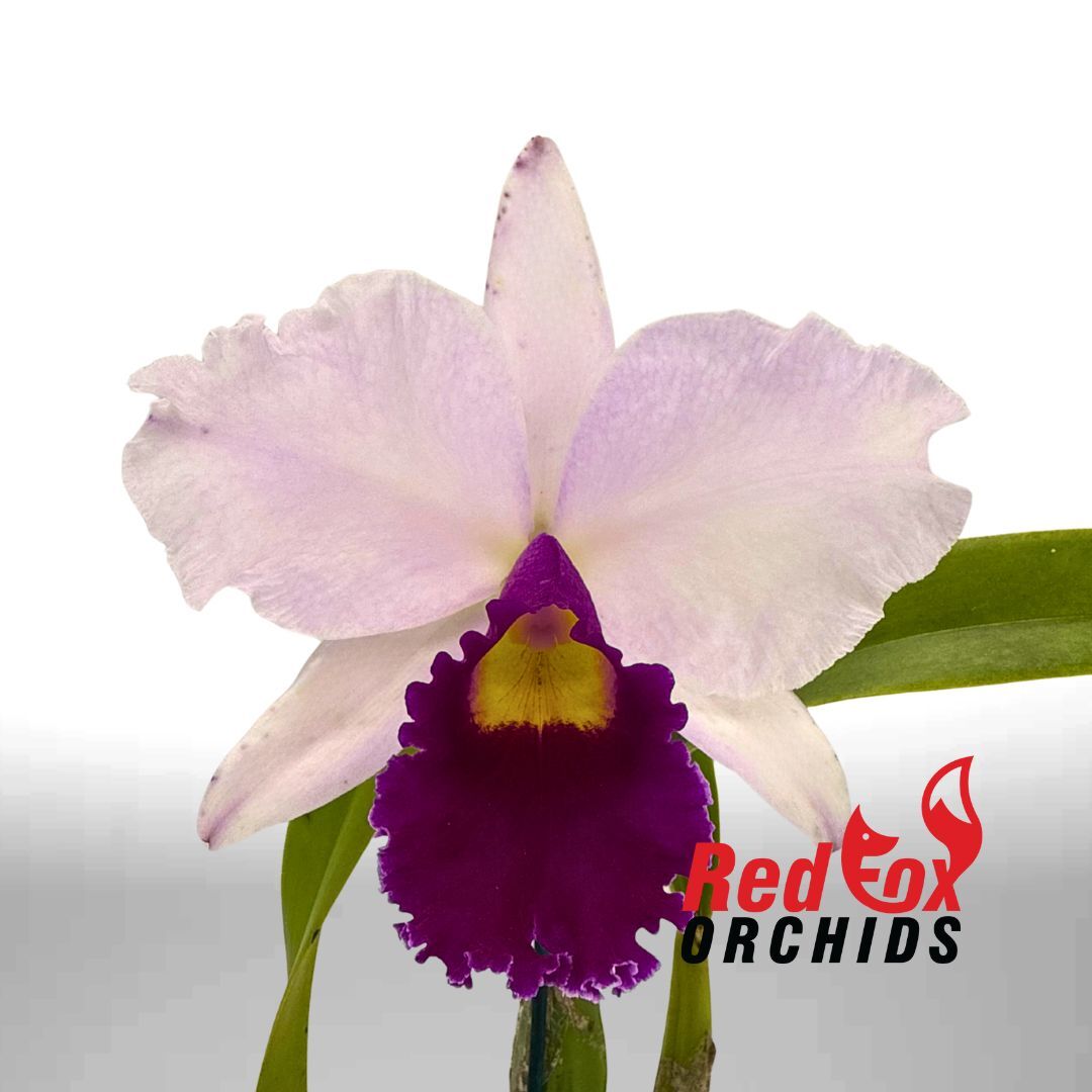 Cattleya Magic Melody 'Superb' X Rlc. Burdekin Snowdrift 'Anna'