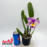 Rhyncholaeliocattleya NSA Acqua Splash 'Topaz Bolina'