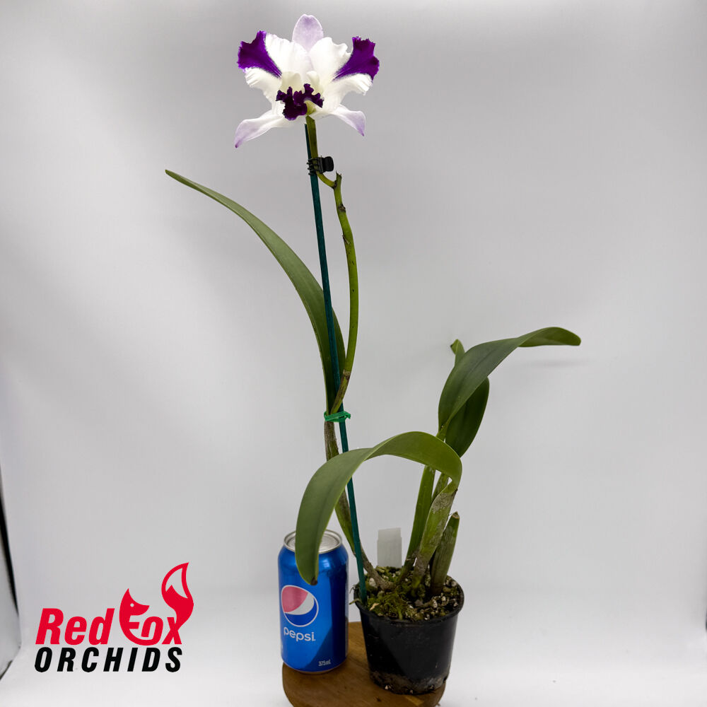 Cattleya Mari's Song 'CTM-217' X Rlc. (Dal's Passion X intermedia)