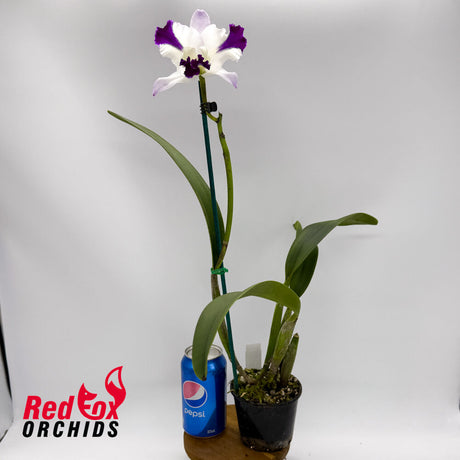 Cattleya Mari's Song 'CTM-217' X Rlc. (Dal's Passion X intermedia)