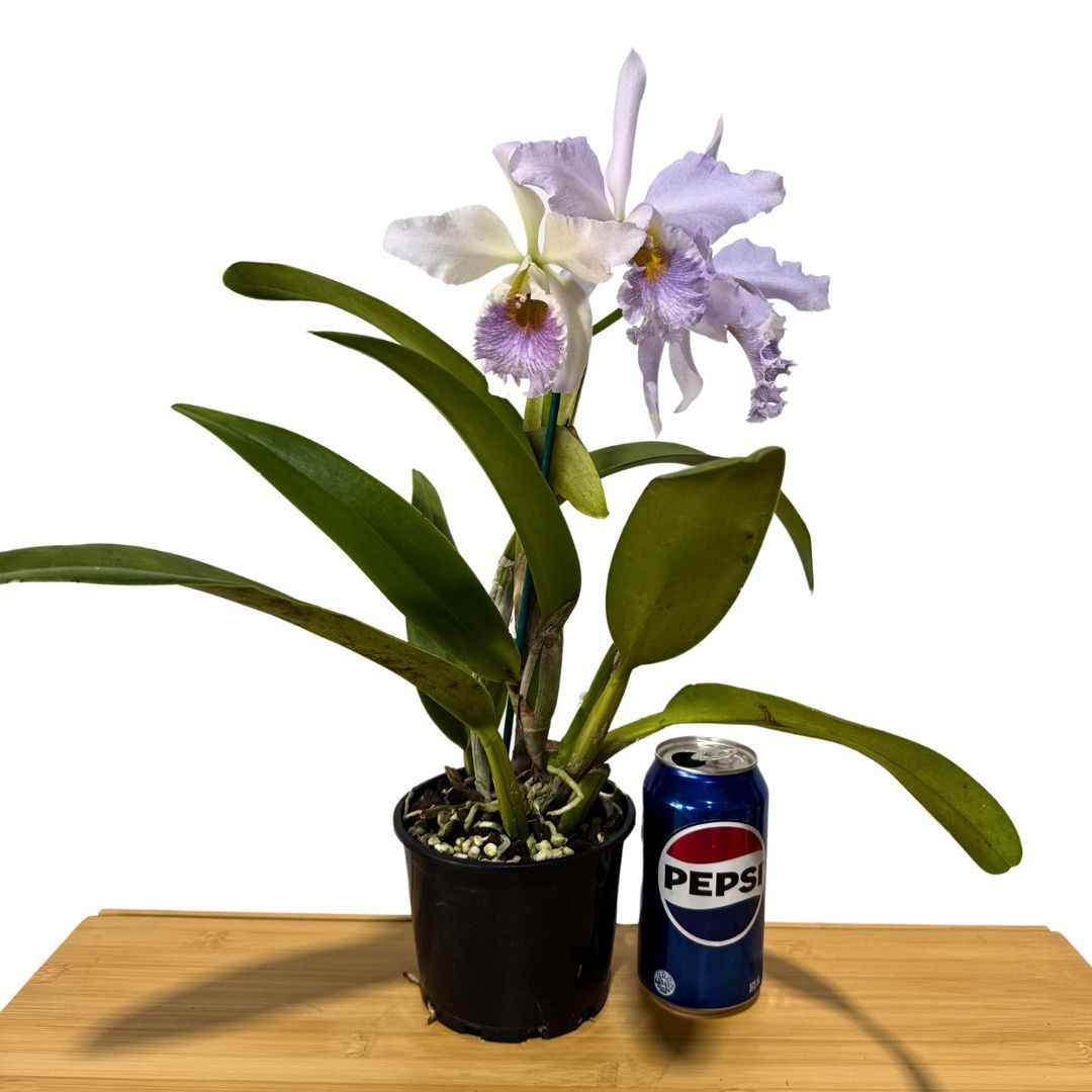 Cattleya Mahalo 'H&R'  X C. maxima