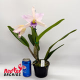 Cattleya Mahalo 'H&R'  X C. maxima