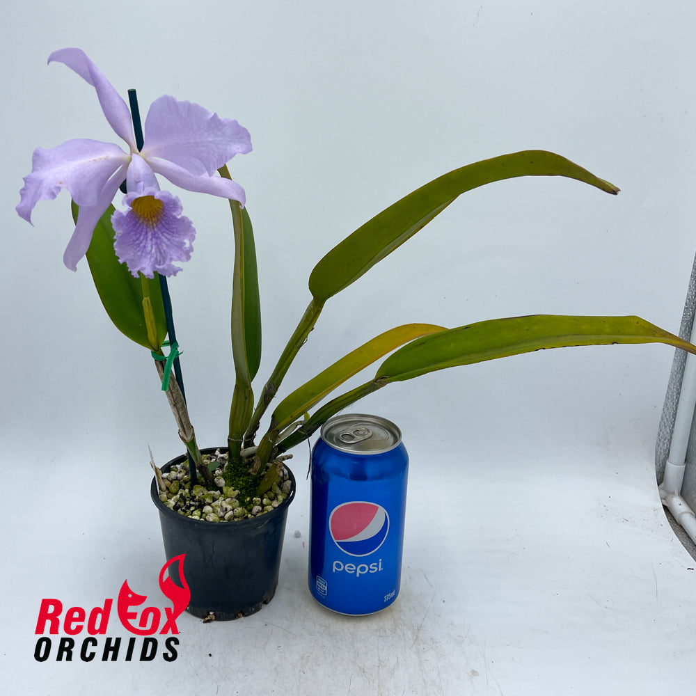 Cattleya maxima coerulea X C. warneri coerulea