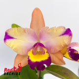 Cattlianthe Marisusan 'Topaz'