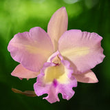Rechingerara Topaz Pink Gold 'Peace'