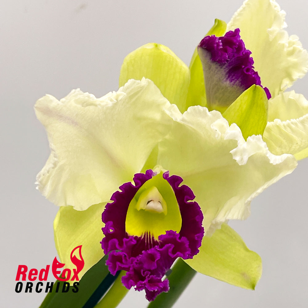 Cattleya Mildred Rives X Rlc. Burdekin Snowdrift 'Anna'