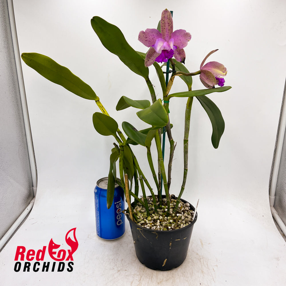 Laeliocattleya Deception Cacique