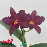 Cattlianthe Tutankamen 'Pop'
