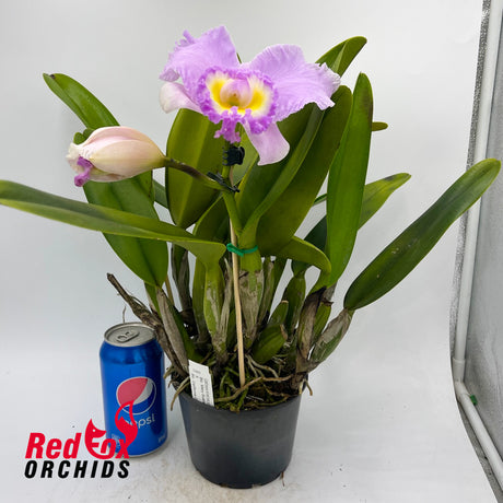Brassolaeliocattleya Mary Scalia 'Burdekin' X California Girl 'OrchidLibrary'