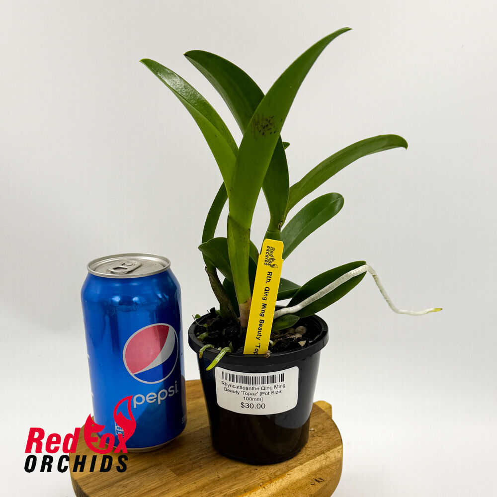 Rhyncattleanthe Qing Ming Beauty 'Topaz'