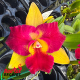 Rhyncattleanthe Qing Ming Beauty 'Topaz'