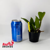 Rhyncattleanthe Qing Ming Beauty 'Topaz'