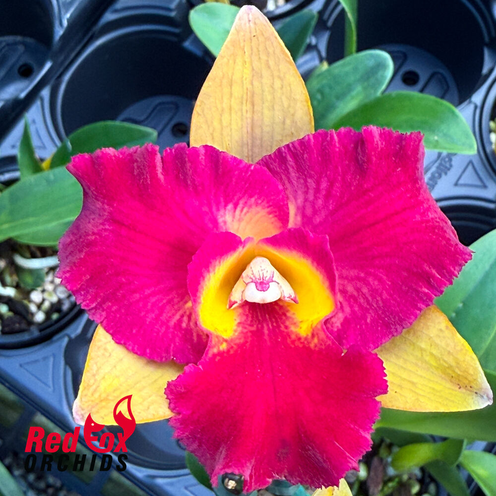 Rhyncattleanthe Qing Ming Beauty 'Topaz'