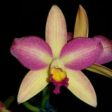Rhyncattleanthe Topaz Chelsea 'Sprite'