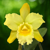 Rhyncattleanthe Aureate 'Topaz'