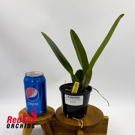 Rhyncholaeliocattleya California Girl 'Orchid Library'