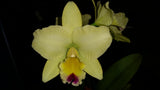 Rhyncattleanthe Topaz Lovely Dancer 'Samba'