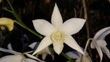 Dendrobium White Grace 'Sato'