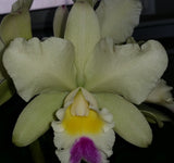 Rhyncholaeliocattleya Topaz Summit 'Cool Lime'