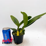 Rhyncholaeliocattleya Topaz Summit 'Cool Lime'