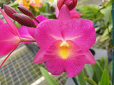 Guaricattonia Starrlyn 'Topaz'